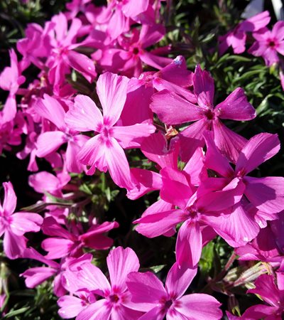 Creeping Phlox Red Wings